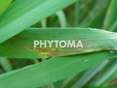 Rhynchosporium secalis